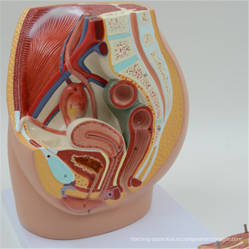 Modelo caliente del torso humano del estilo 85CM 2017 en China